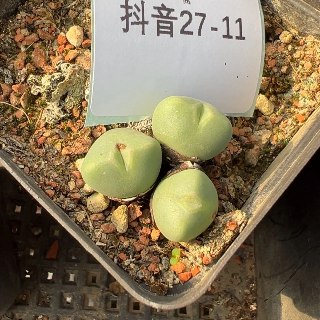 27-11少将多肉植物