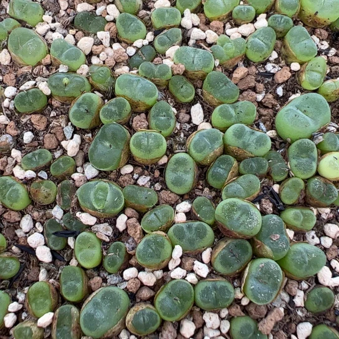 19-16量拍水晶鞋20颗，扣块发。多肉