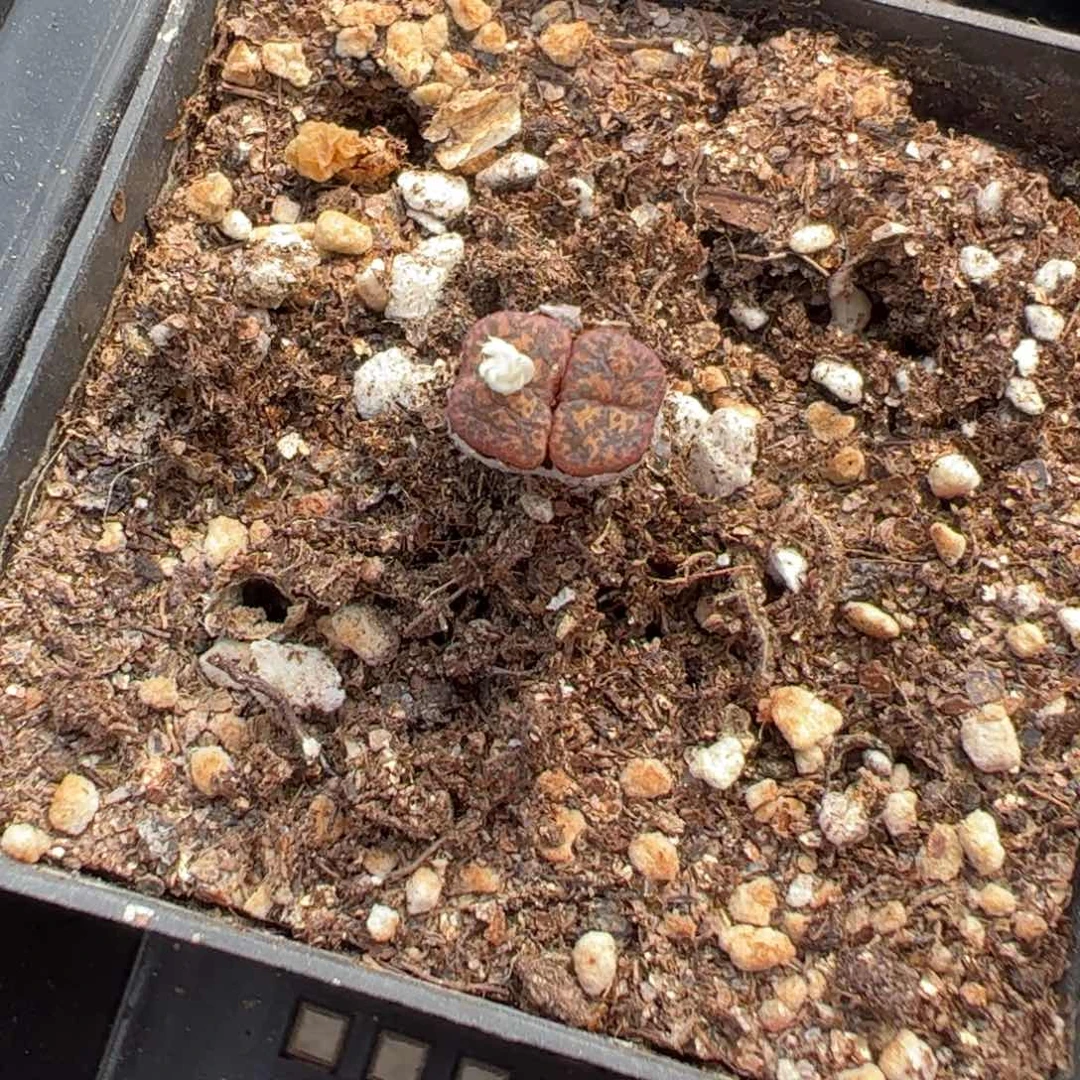 19-05量拍1415.2酒红勋章一颗