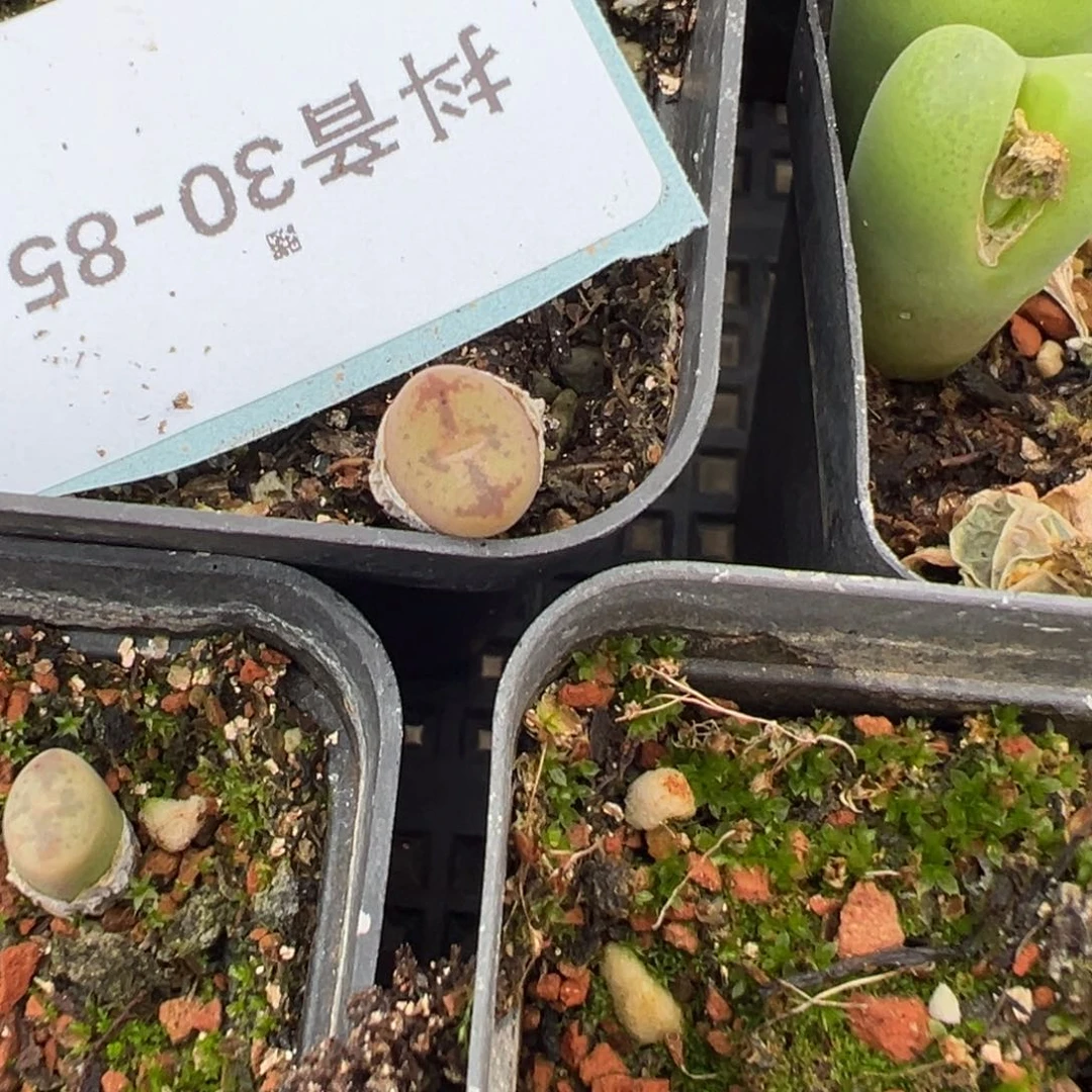 30-85量拍水蜜桃杂一颗