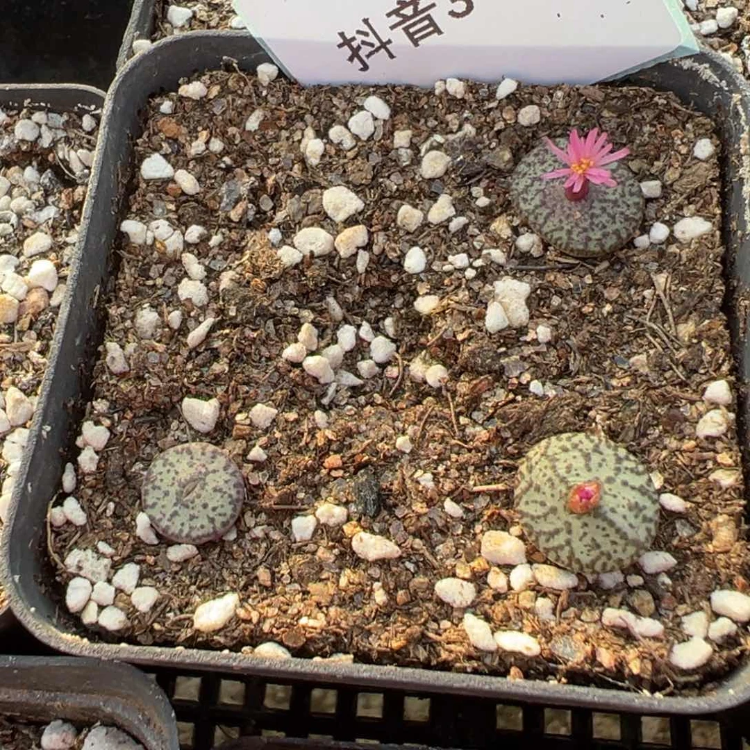 3-41密纹安贞多肉植物