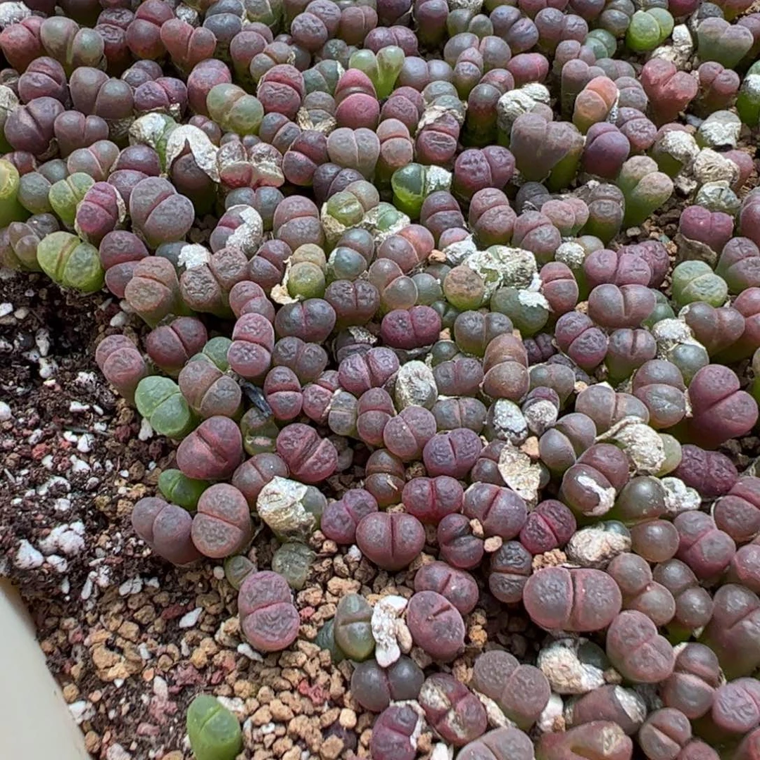 量拍红粉樱风铃30颗，扣块发