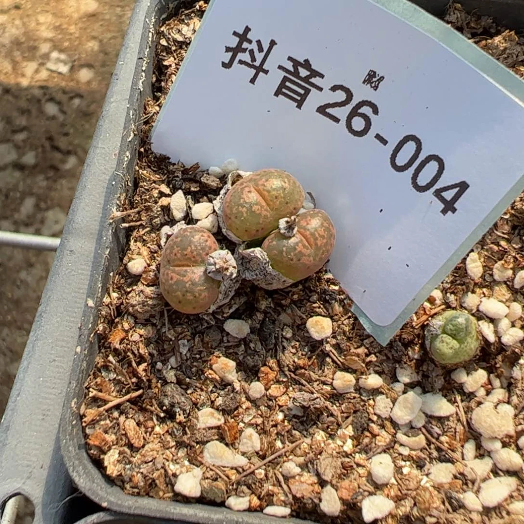 26-04流苏玉多肉植物,