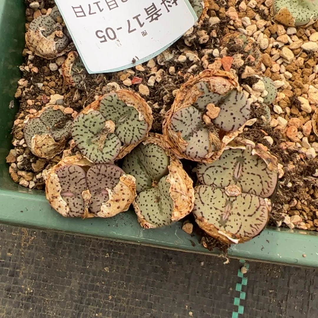 17-05量拍双头荷叶5颗