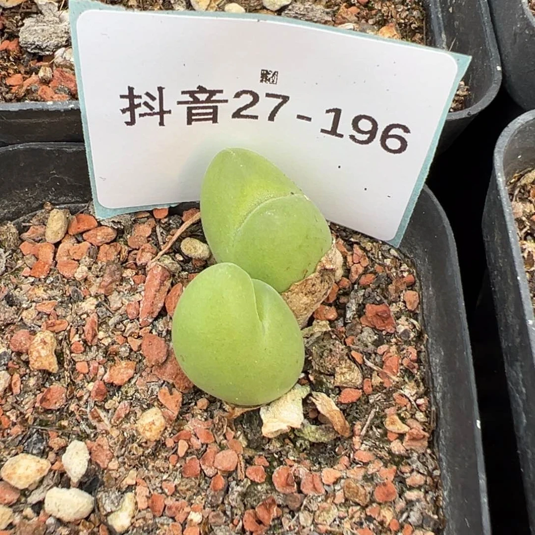27-196翠滴玉多肉植物