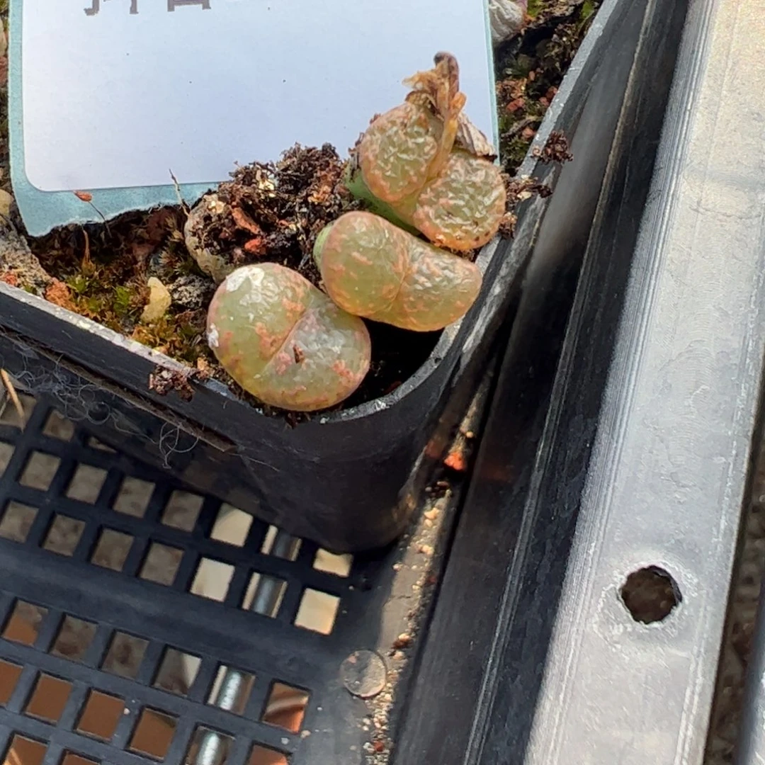 20-03量拍泡沫勋章一颗