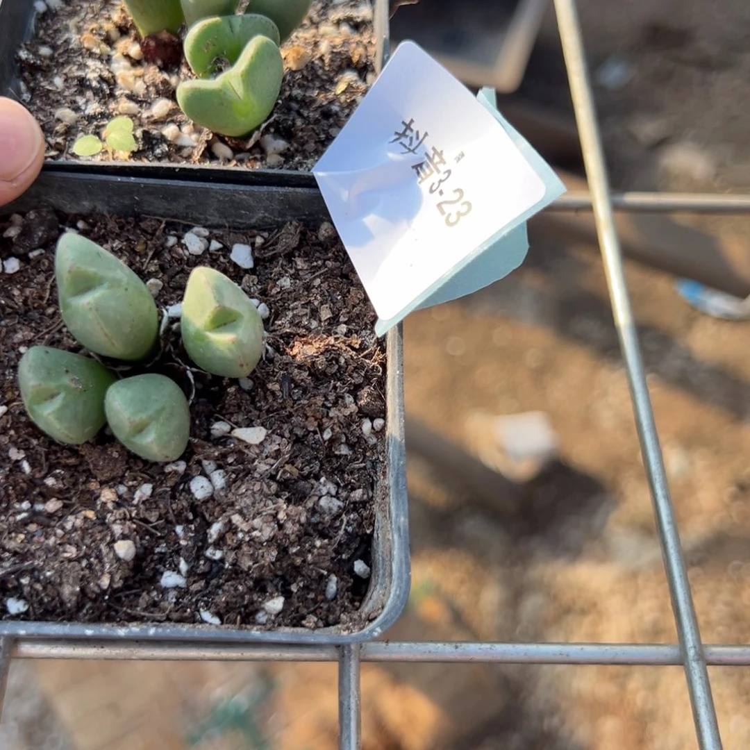 3-23少将多肉植物，