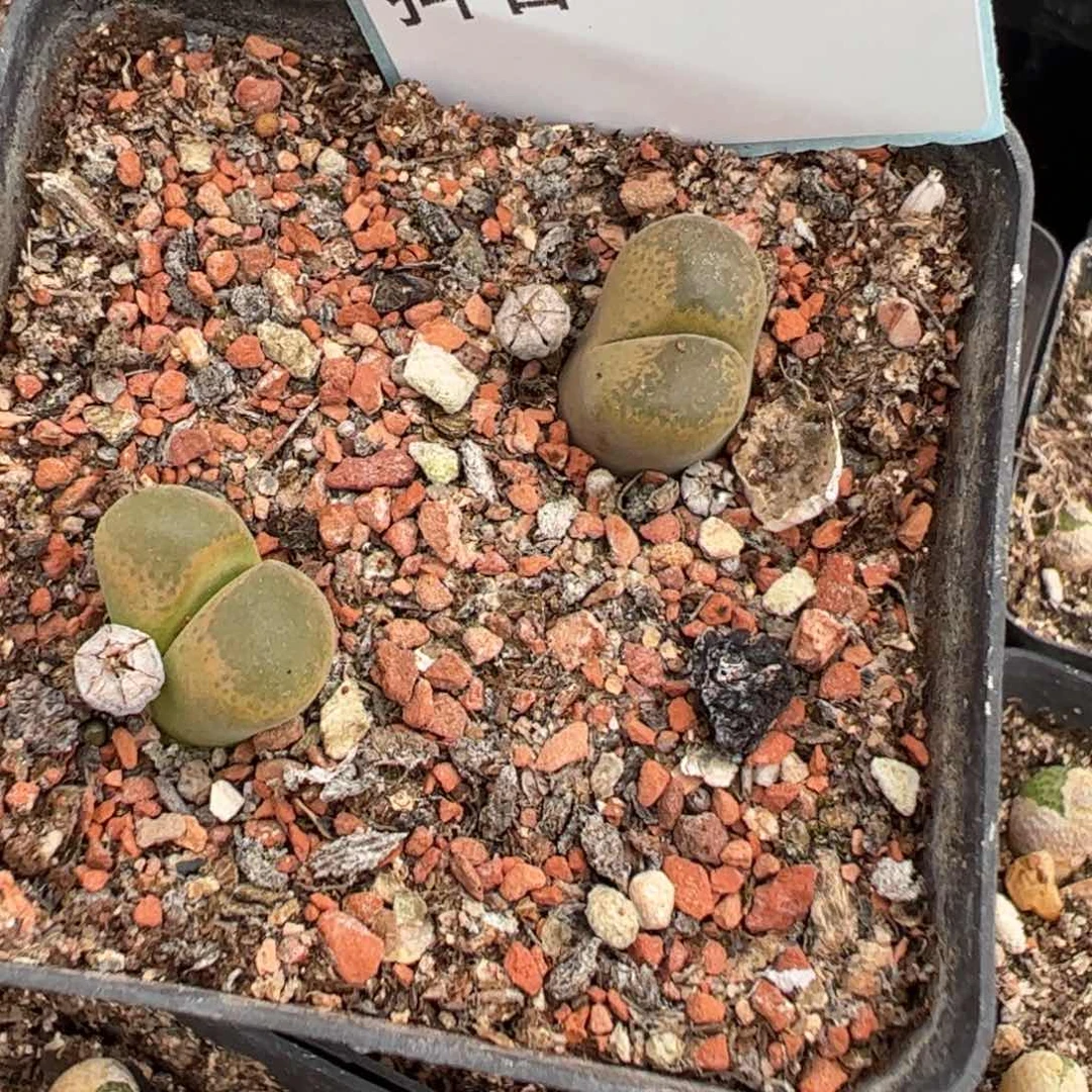 30-148风铃多肉植物，