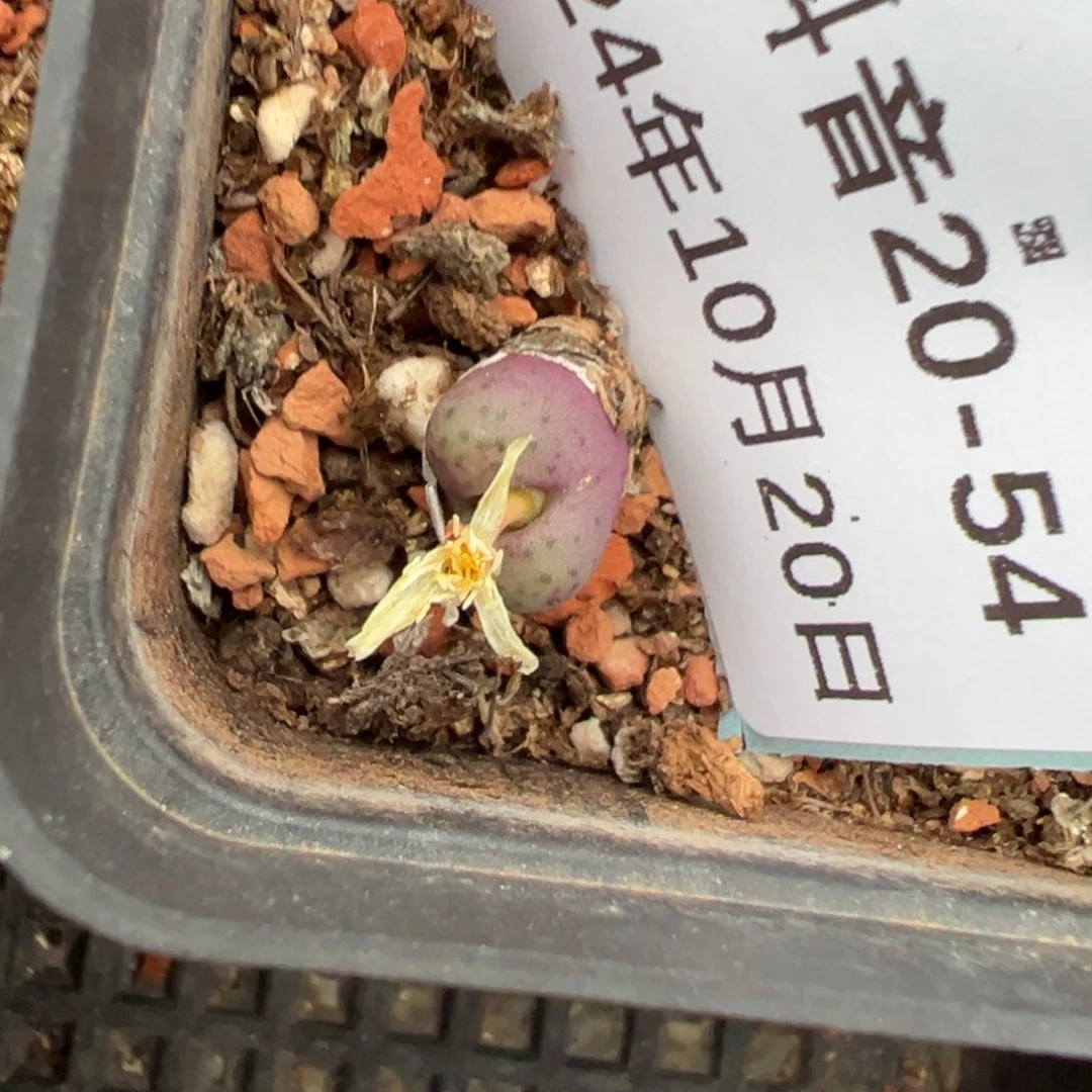 20-54鲁提辖多肉植物