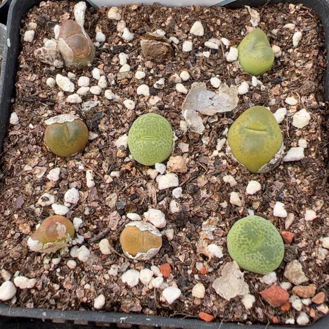 15-223肉锥多肉植物，