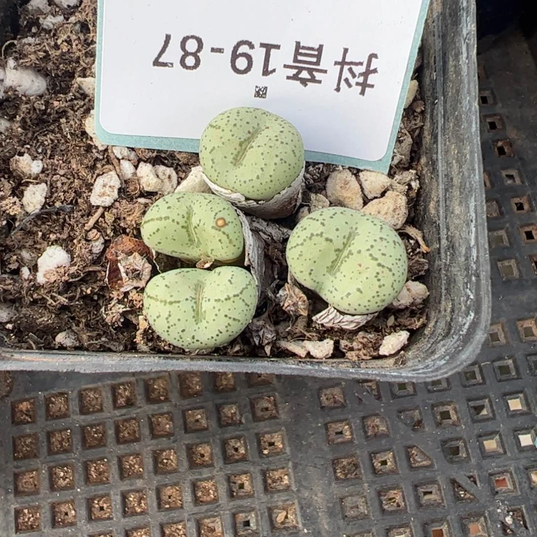 19-87肉锥多肉植物，