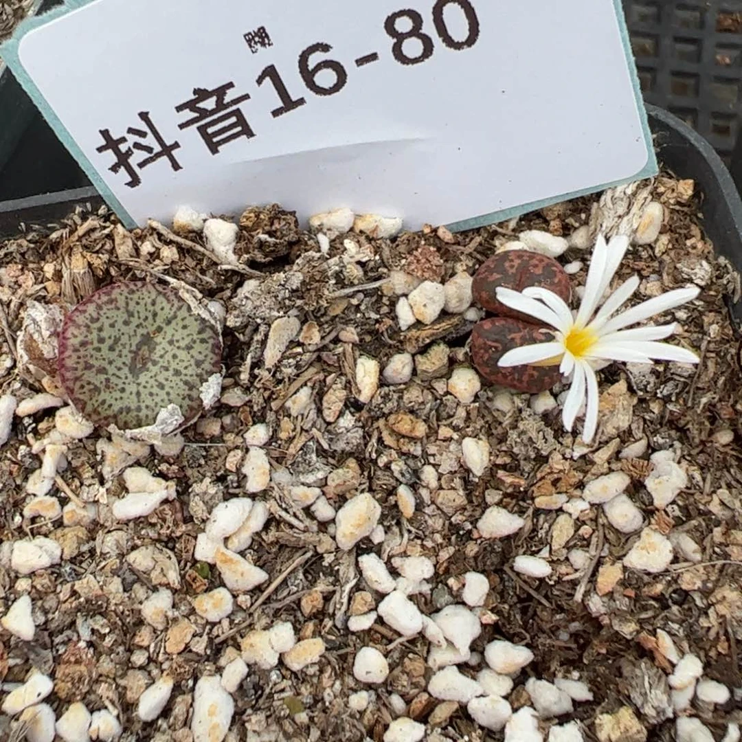 16-80肉锥多肉植物，现在