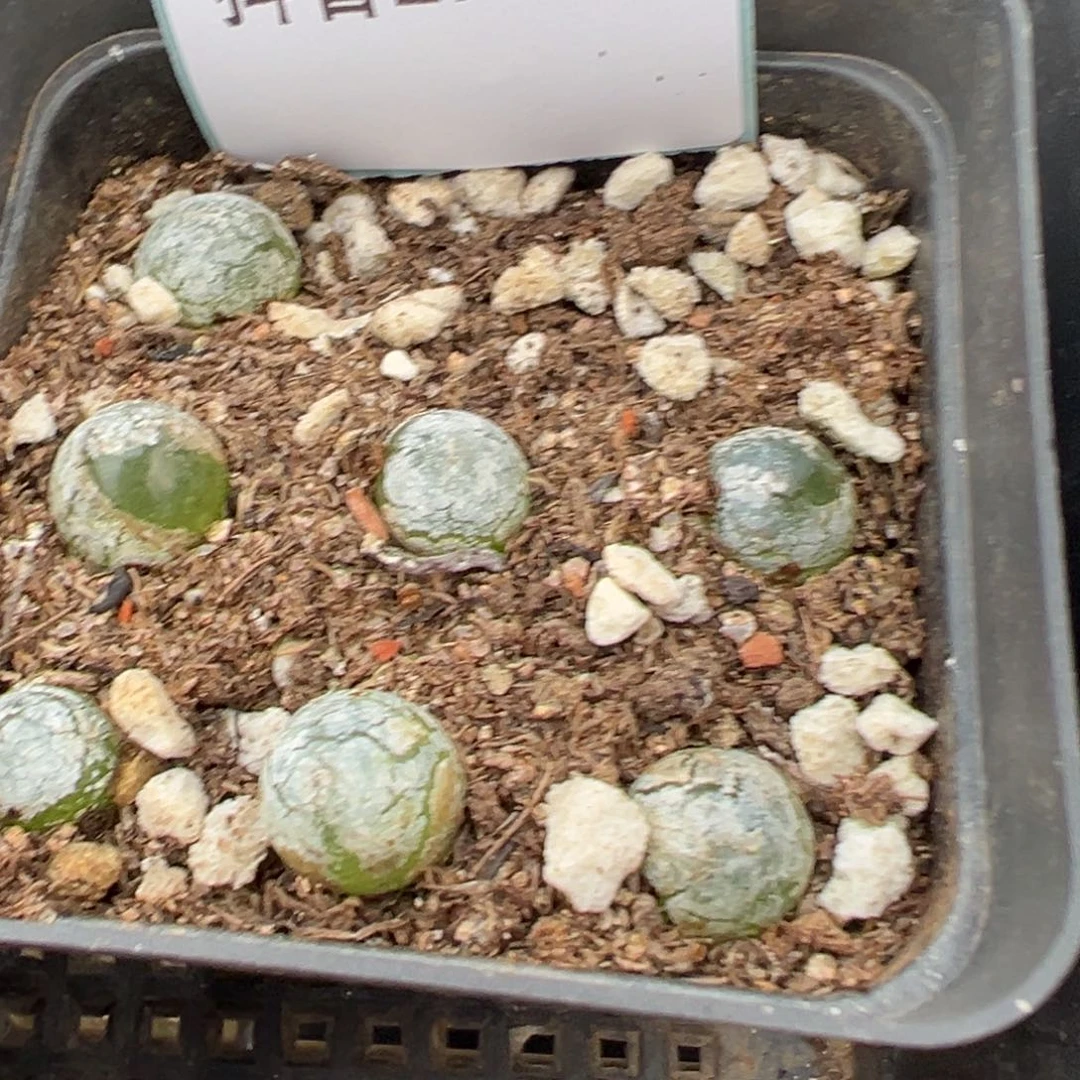 27-186灯泡多肉植物