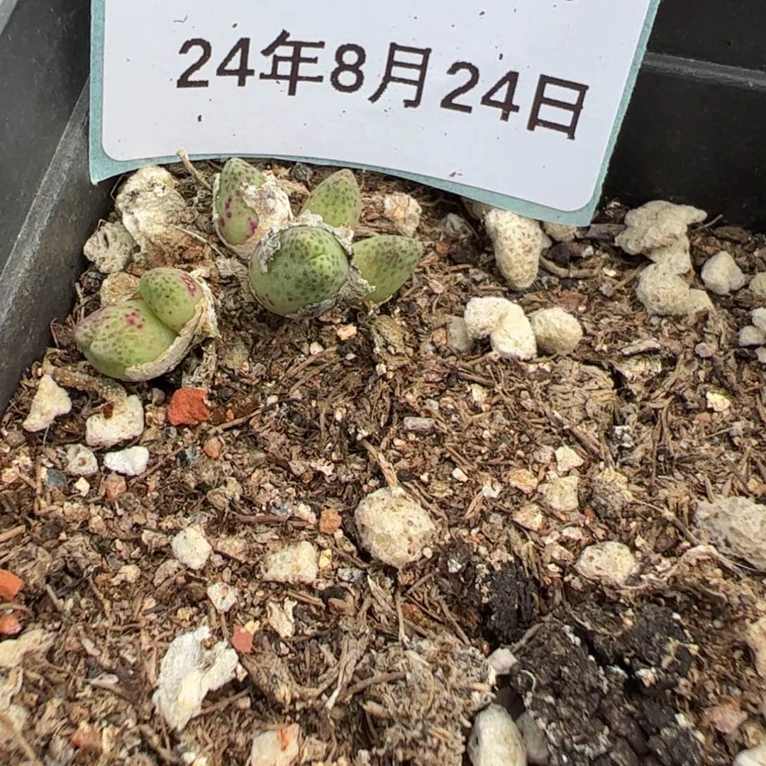 24-66草莓斑马多肉植物
