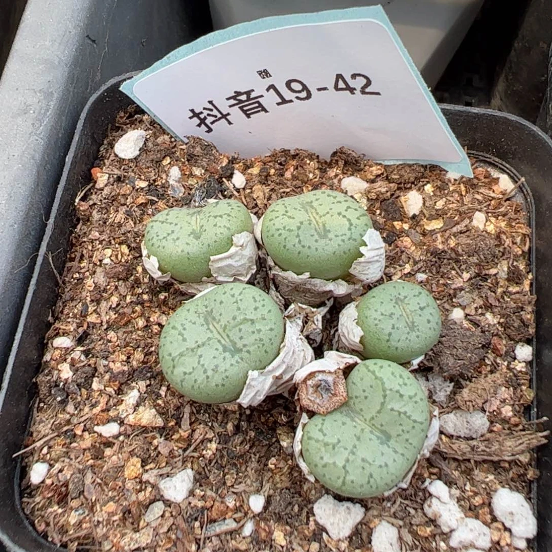 19-42肉锥多肉植物，