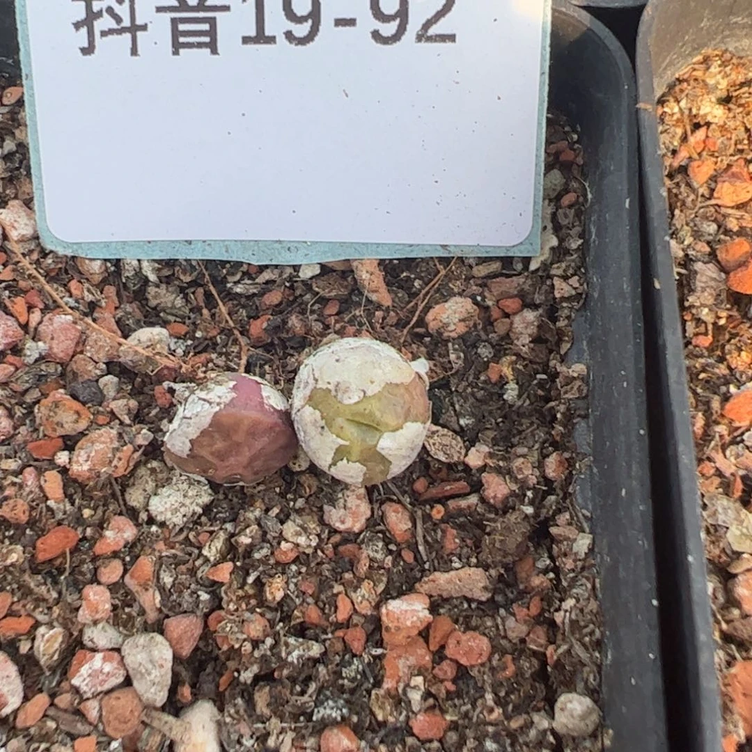 19-92量拍烧麦一颗。多肉