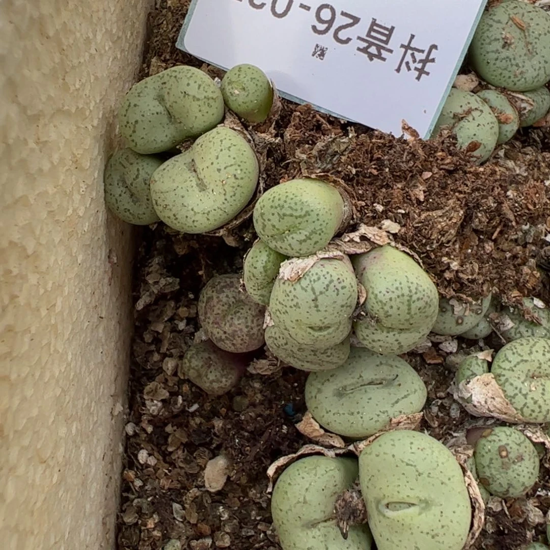 26-31量拍玛瑙玉一群