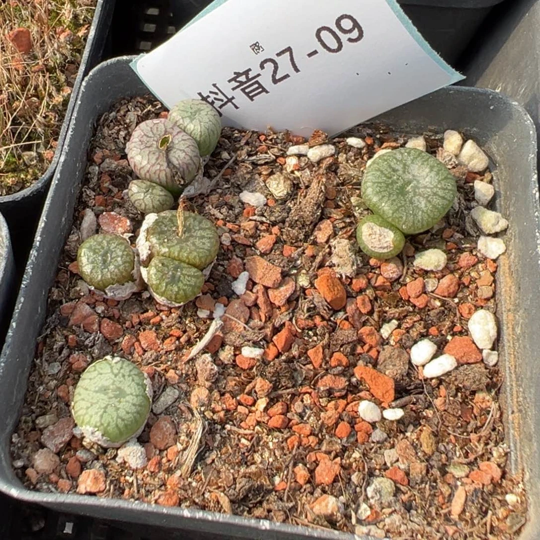 27-09送奶工杂多肉植物