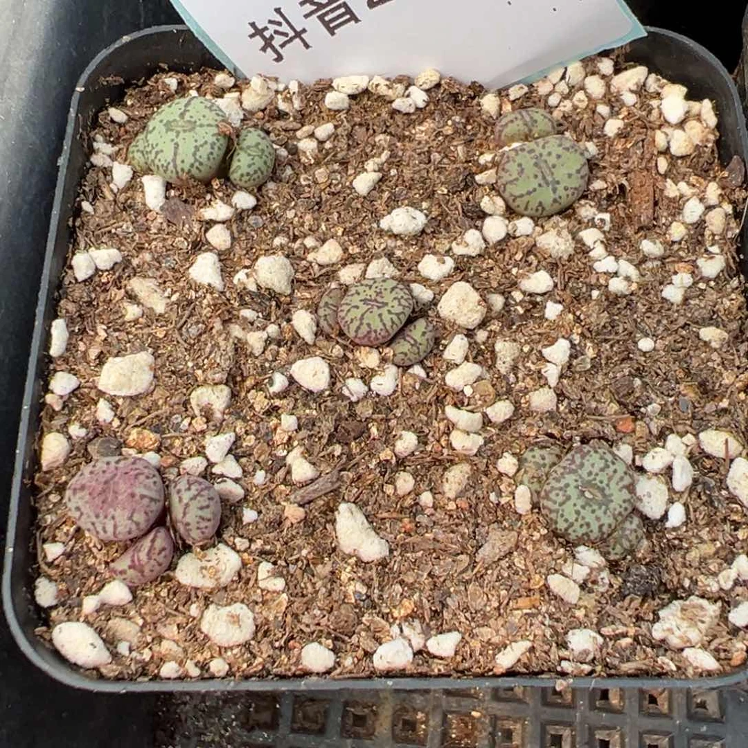 27-65安贞多肉植物，