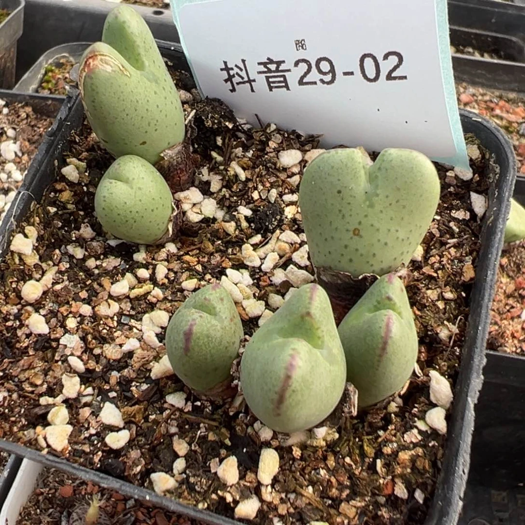 29-02少将多肉植物