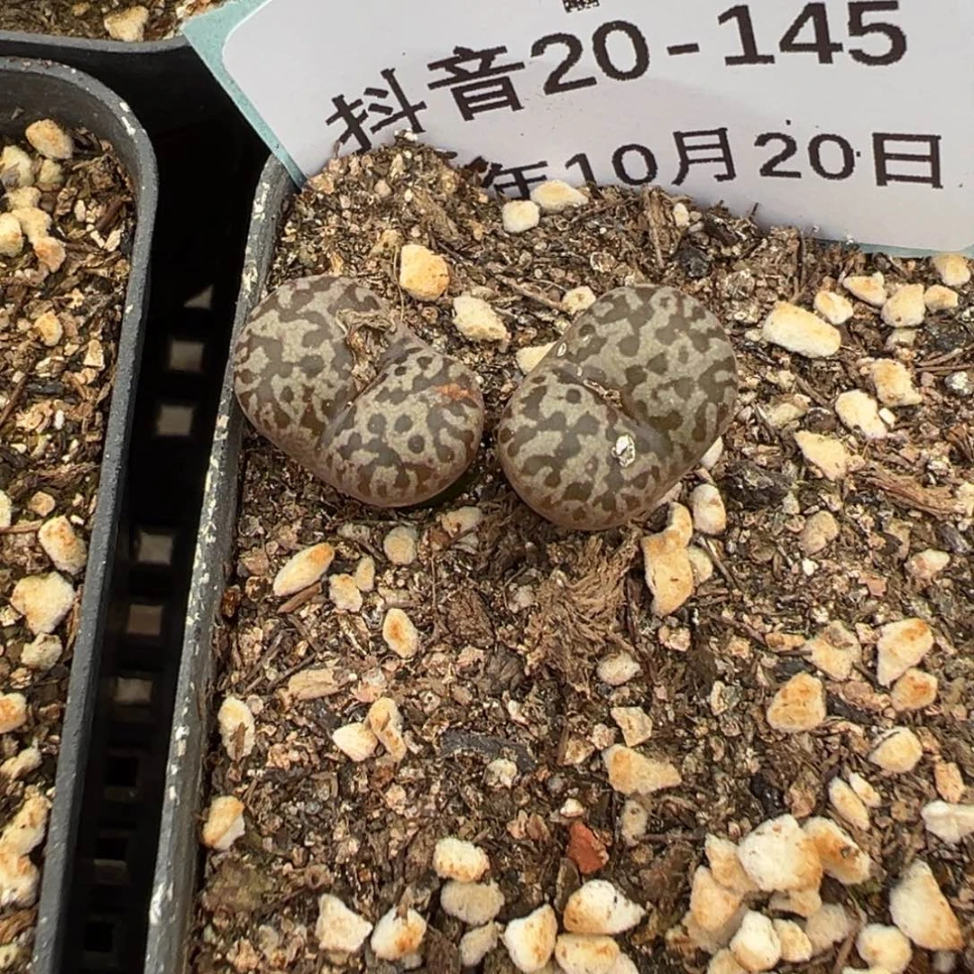 20-145鸟哈尼多肉植物