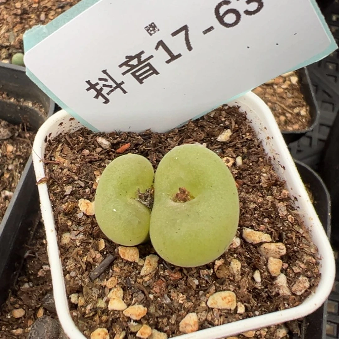 17-63空卡佛多肉植物