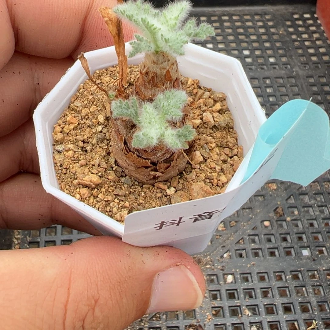 5-82羽叶洋葵多肉植物