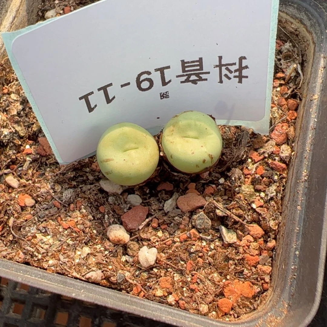 19-11嘟嘟嘴多肉。，，