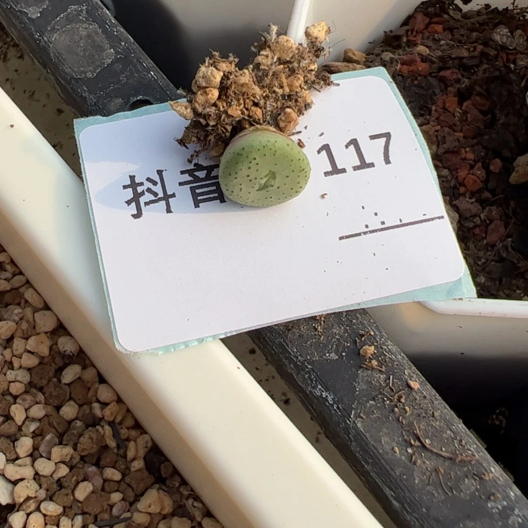 30-117量拍酒杯一颗