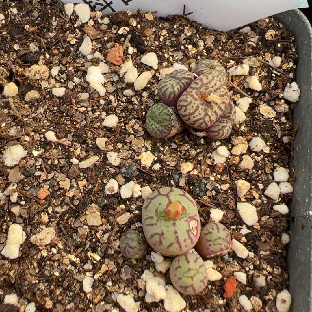 28-193肉锥多肉植物