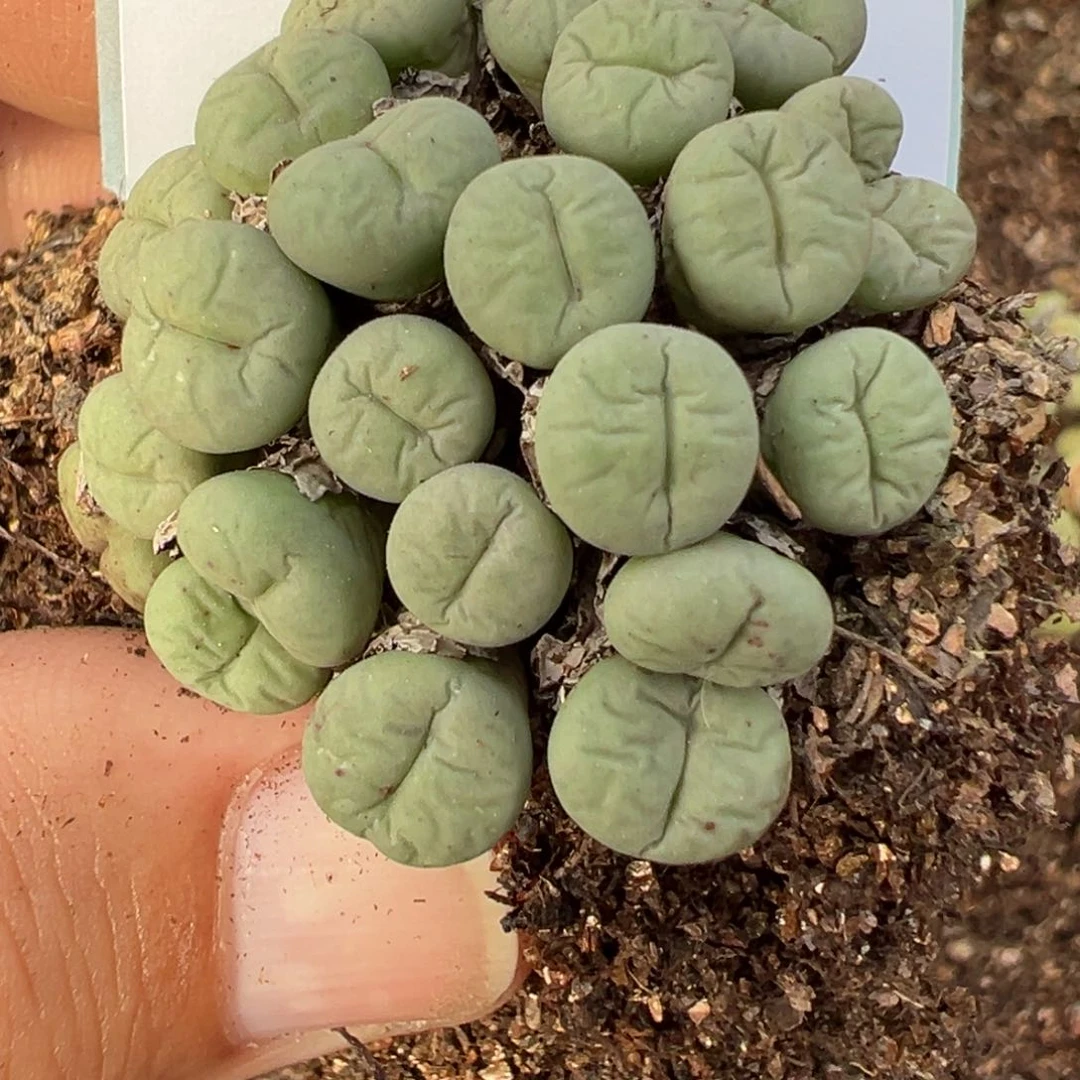 2-40小红嘴多肉植物