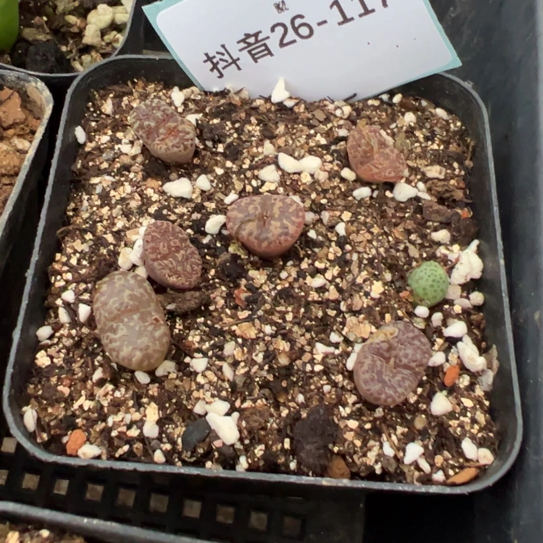 26-117泡泡勋章多肉植物