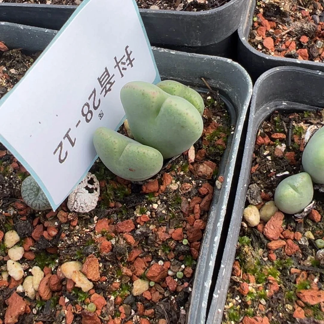 28-12少将多肉植物