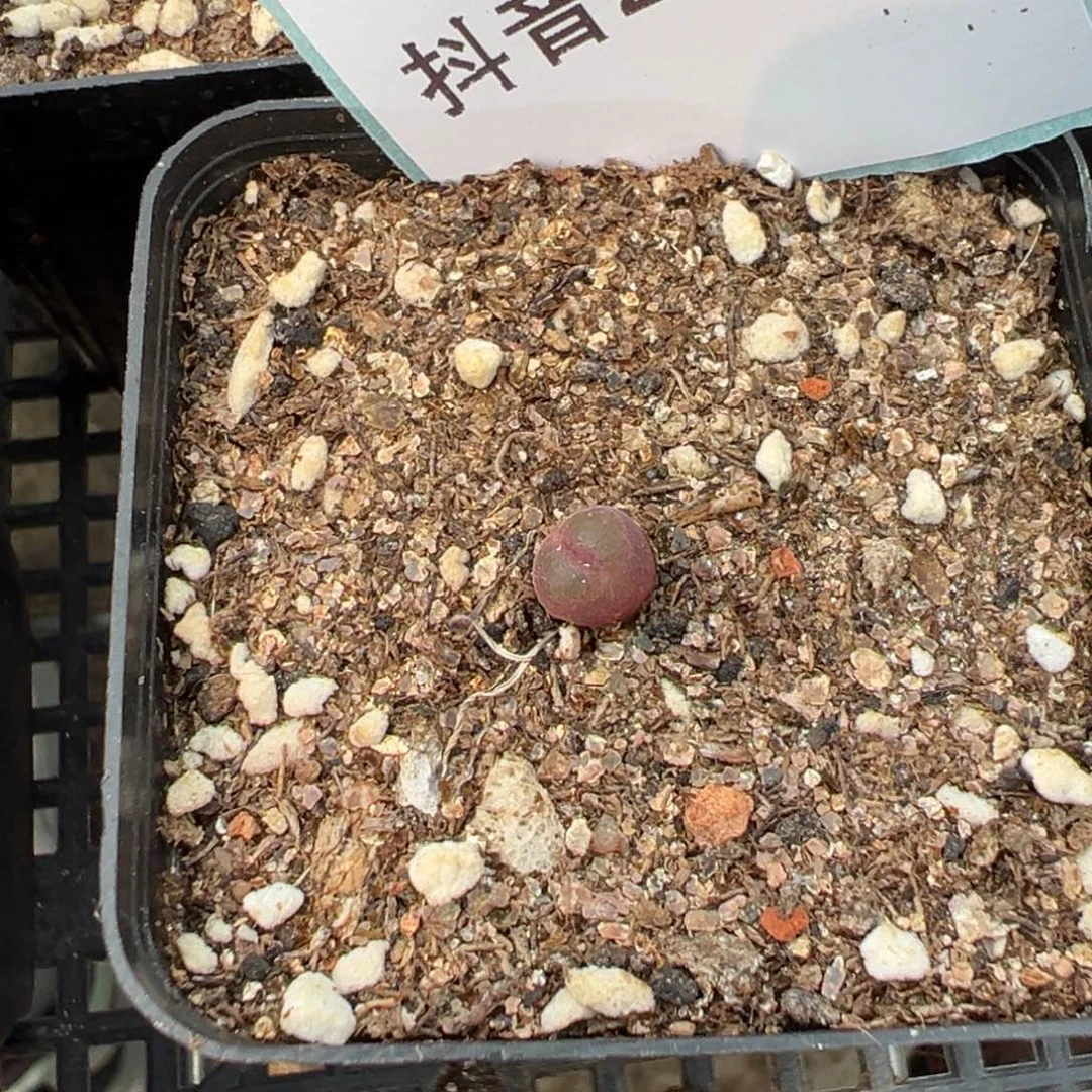 27-69粉红女郎风铃多肉