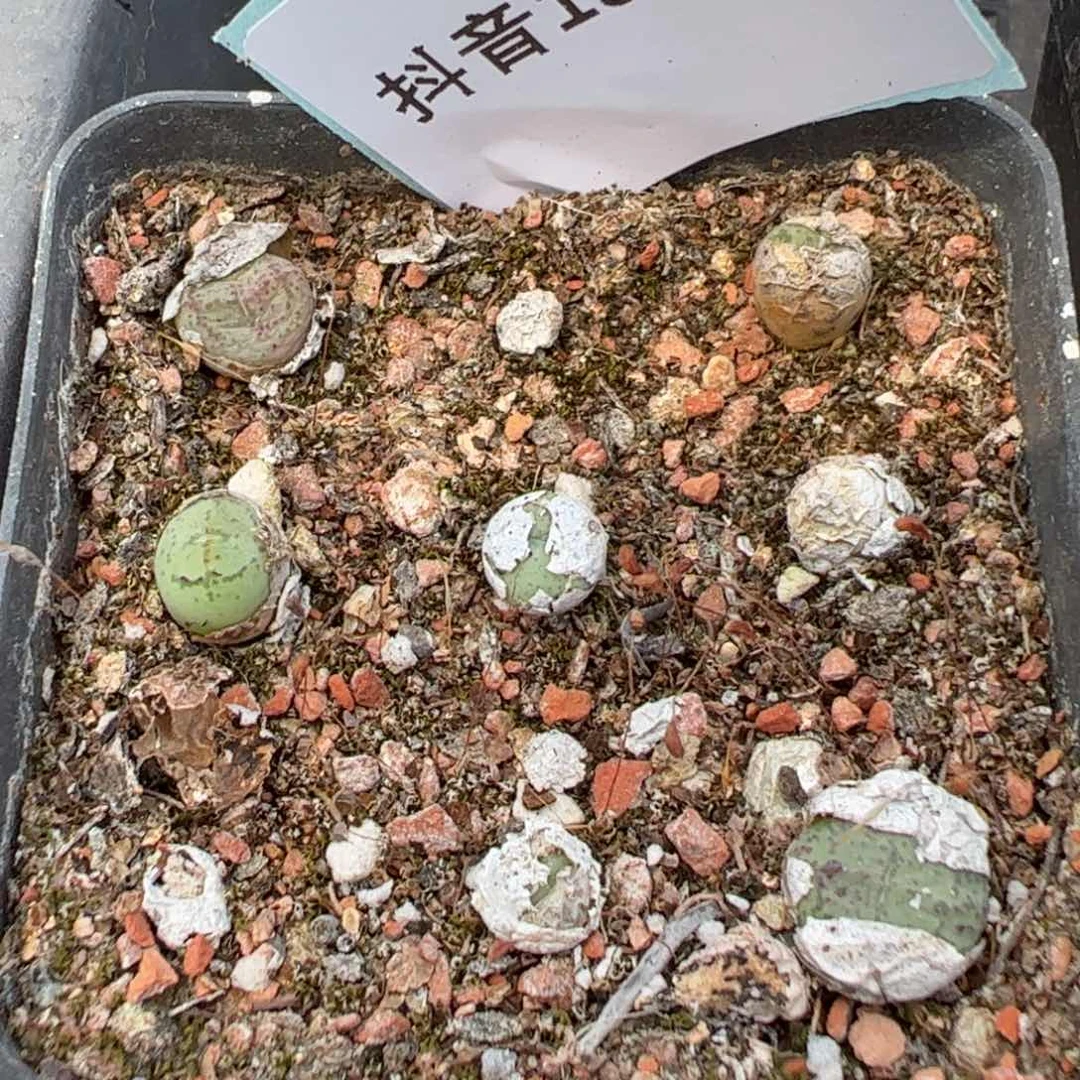 19-46肉锥多肉植物