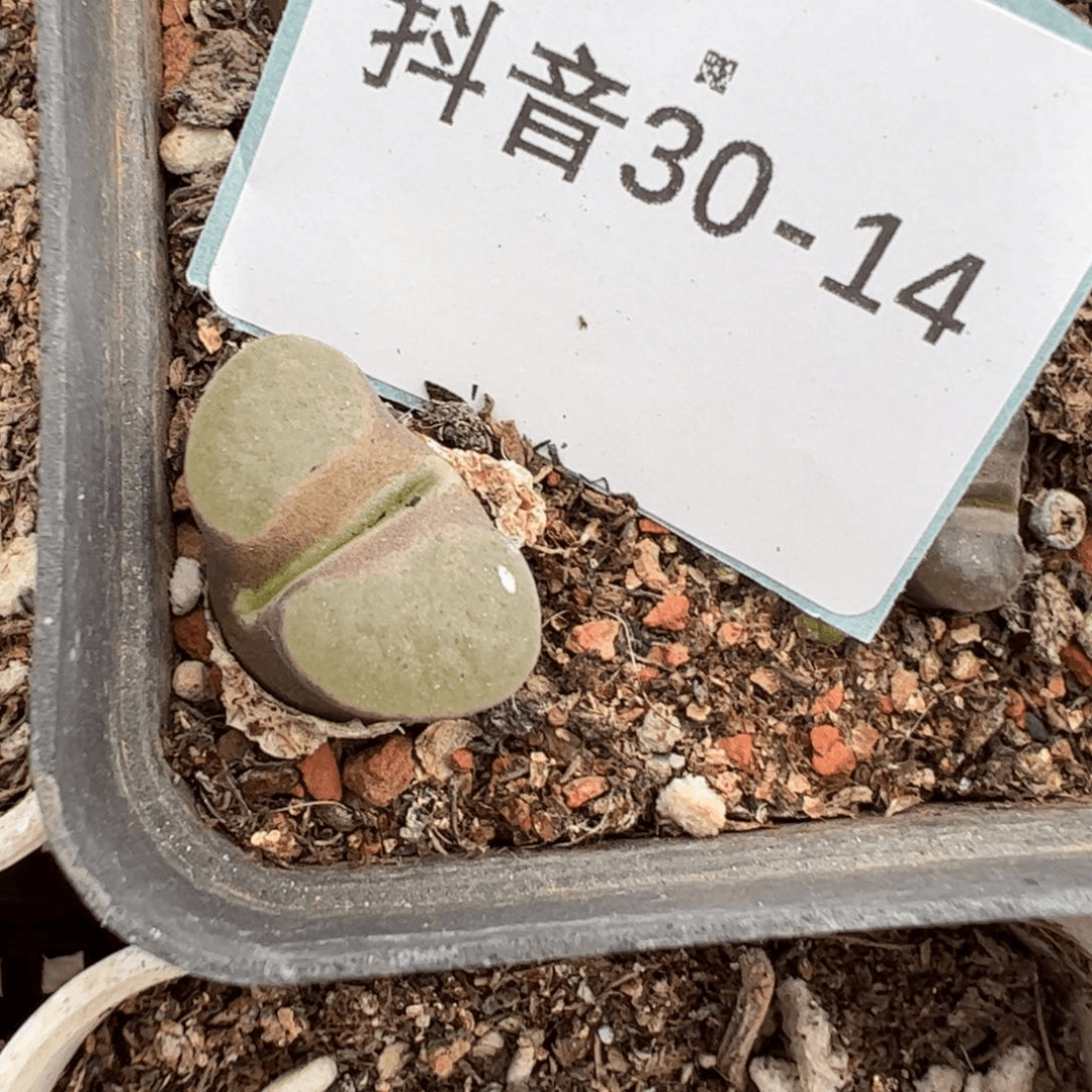 30-14雪花磁铁风铃多肉植物