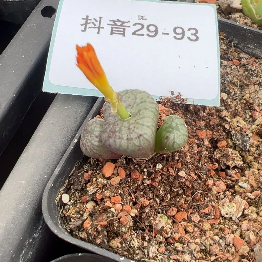 29-93肉锥多肉植物