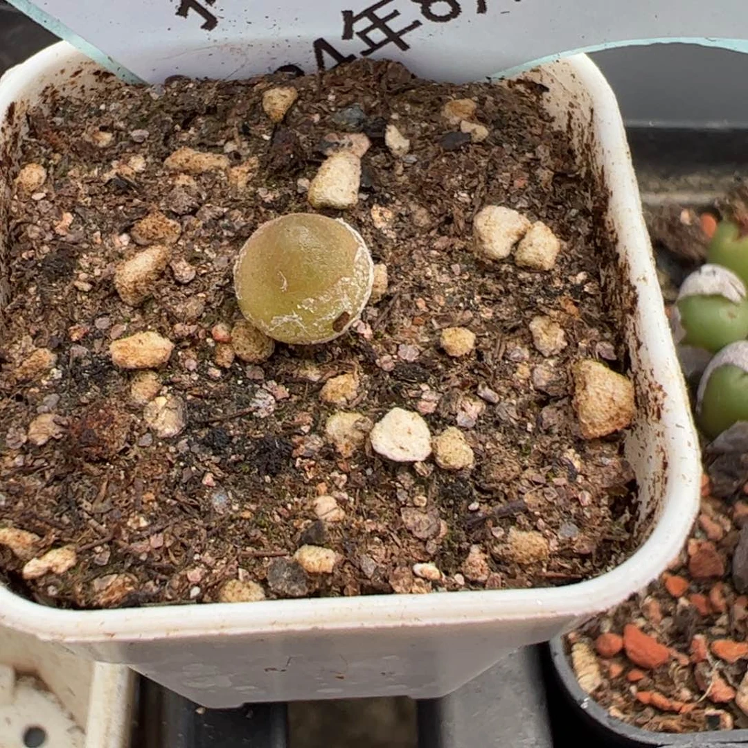 24-64哈莫灯泡多肉植物，