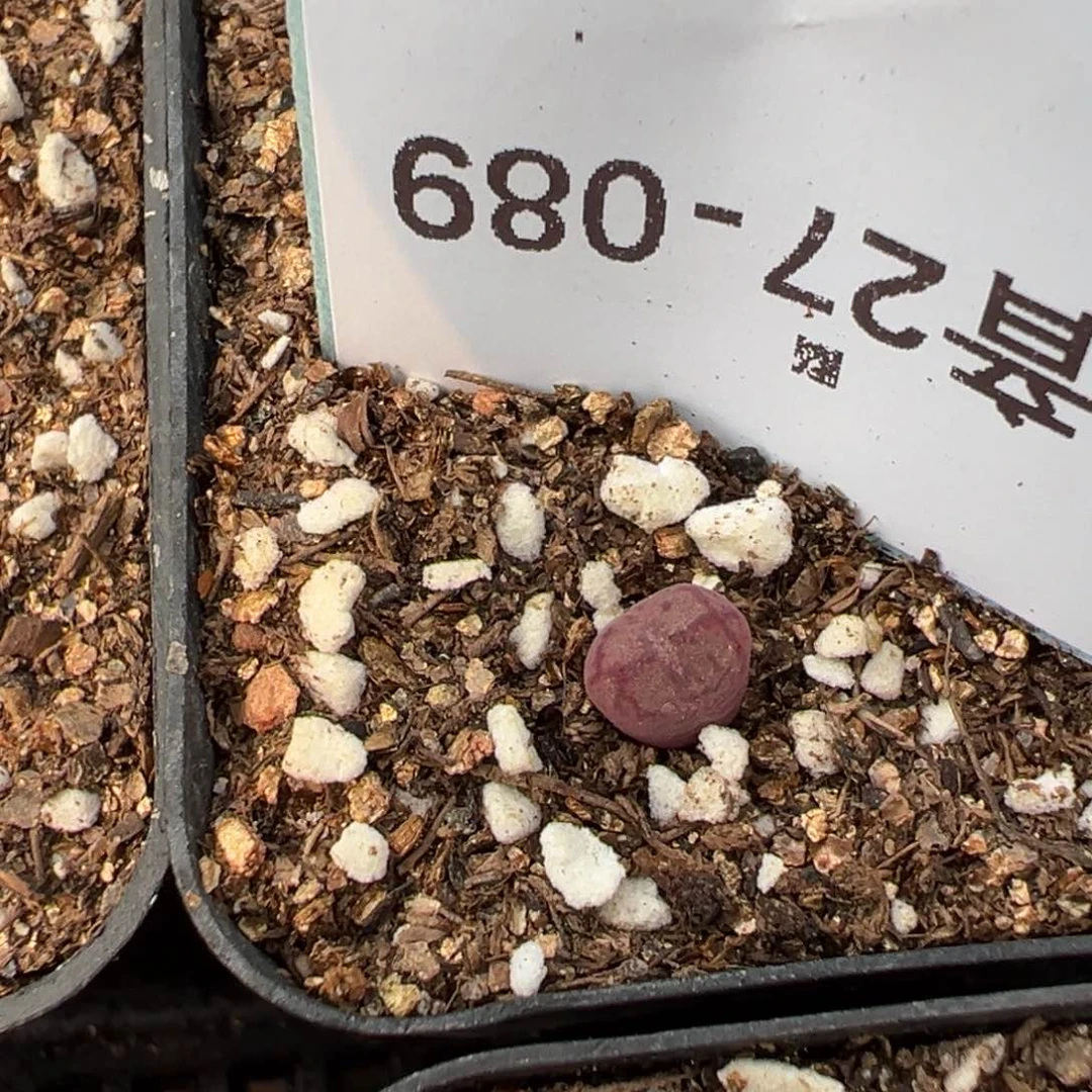 27-89毛杂多肉植物