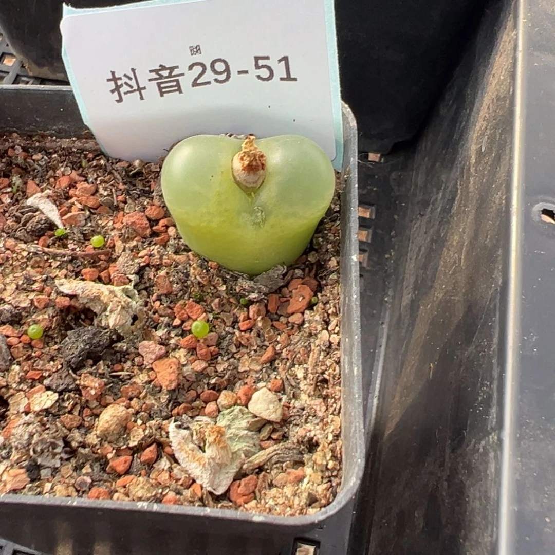 29-51风铃多肉植物