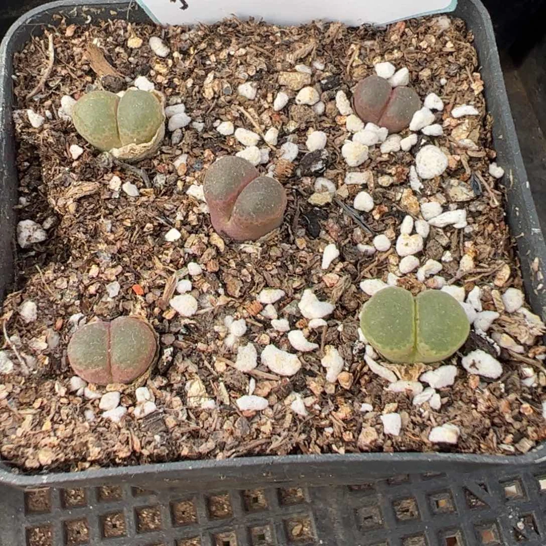 19-88风铃多肉植物