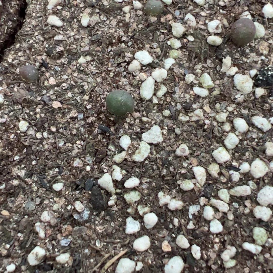 量拍大眼睛空蝉小苗一颗，尺寸小，大熊种源