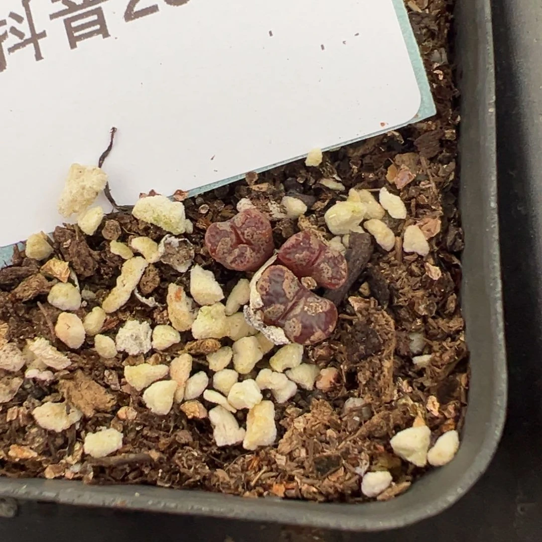 26-93勋章多肉植物