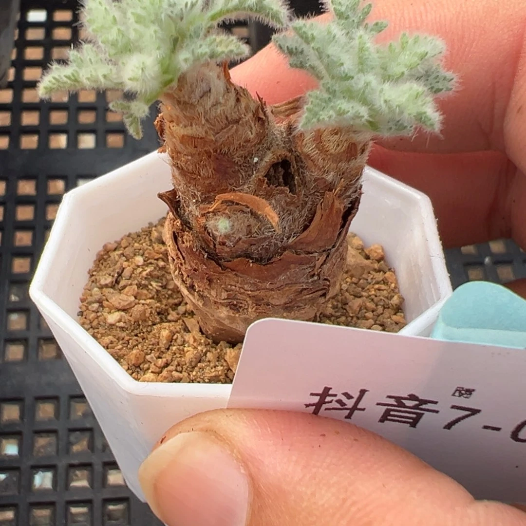 7-05量拍羽叶洋葵一颗