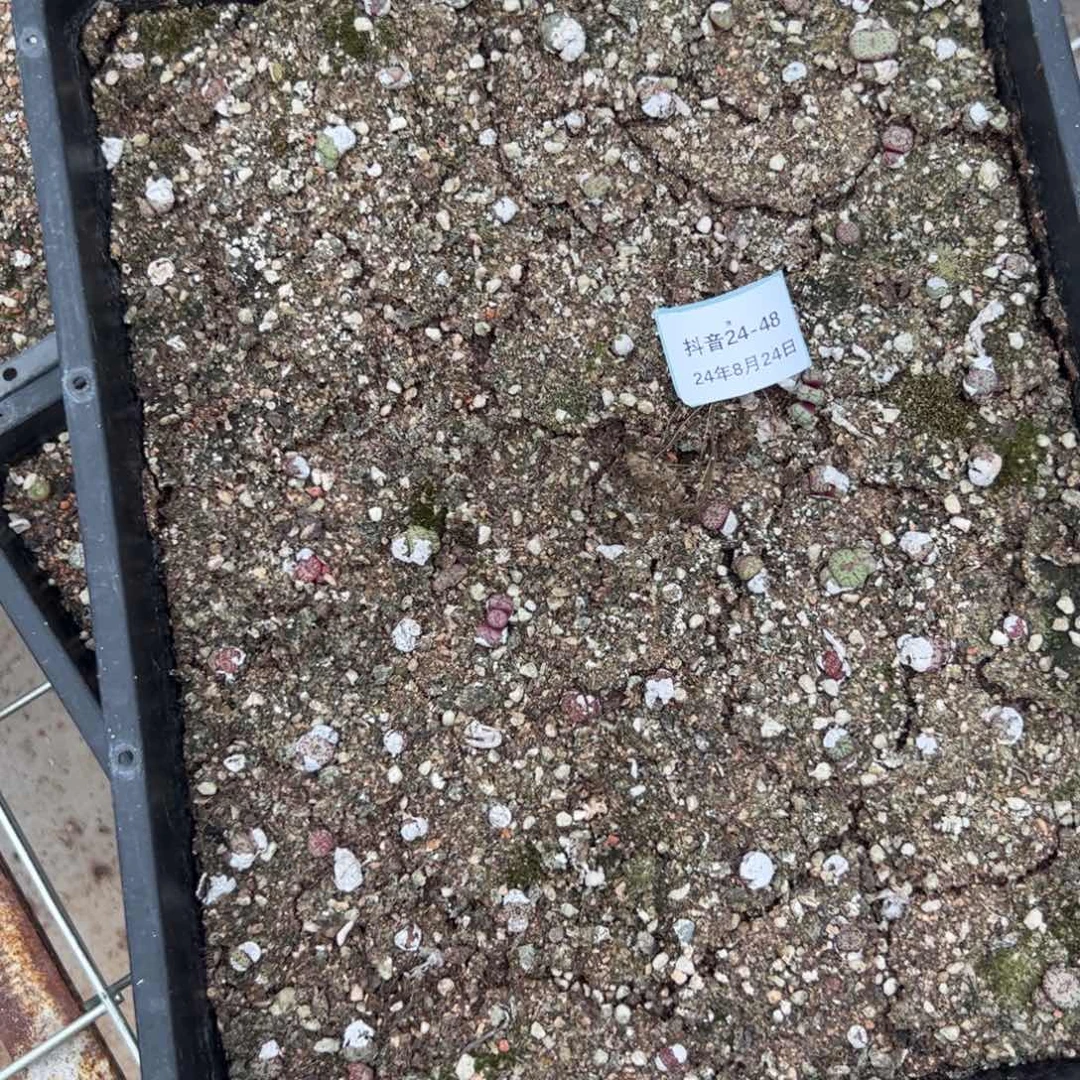 24-48多肉植物，。？？
