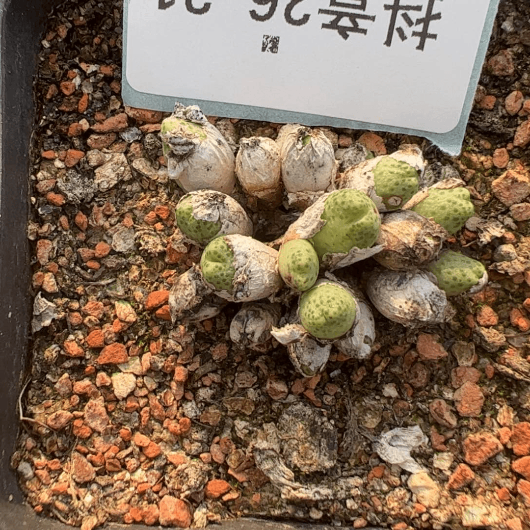 26-214草莓斑马多肉