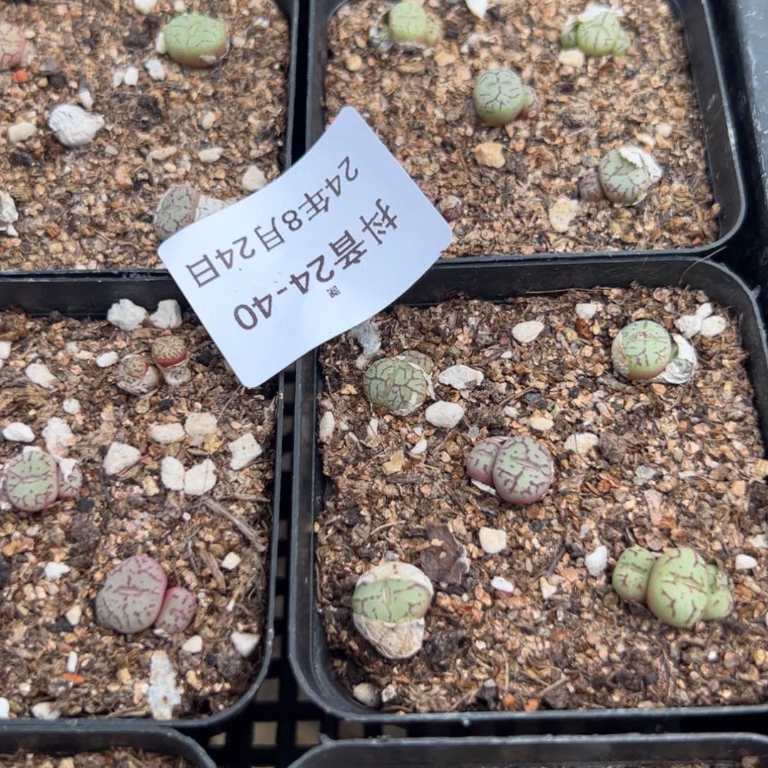 24-40量拍肉锥一盆