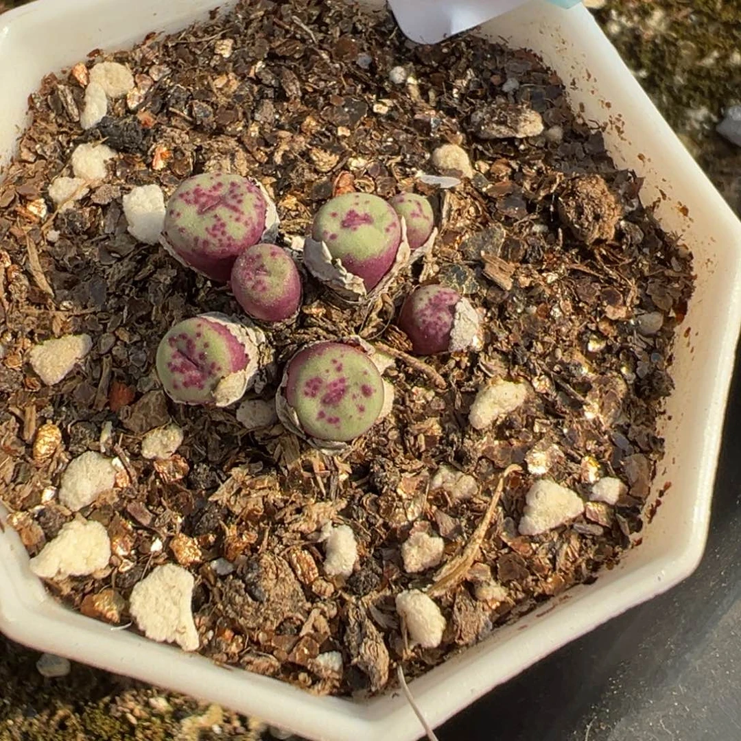 21-79TS427小红嘴多肉植物，带盆发