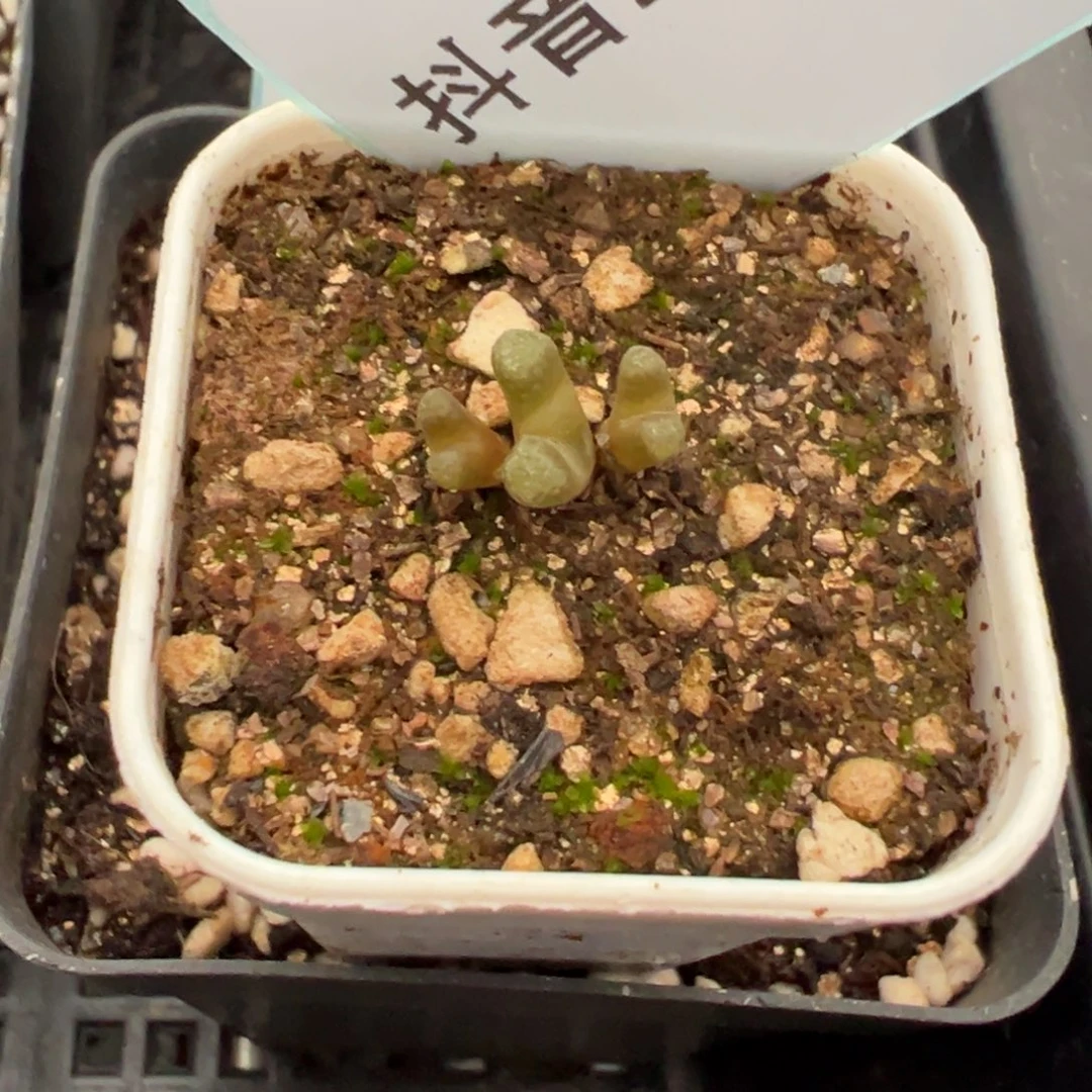 26-114火彩头多肉
