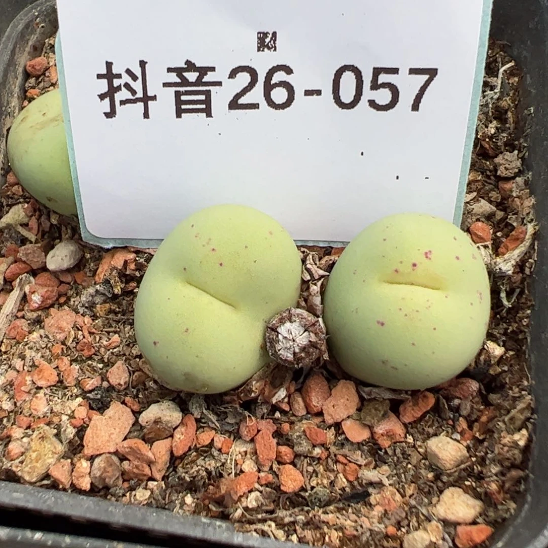 26-57大型小红嘴多肉植物
